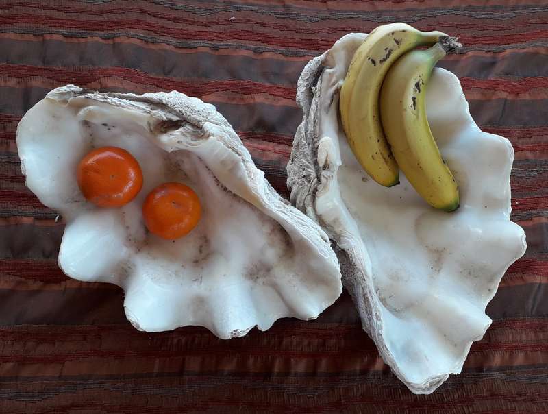 Giant Clam Shell