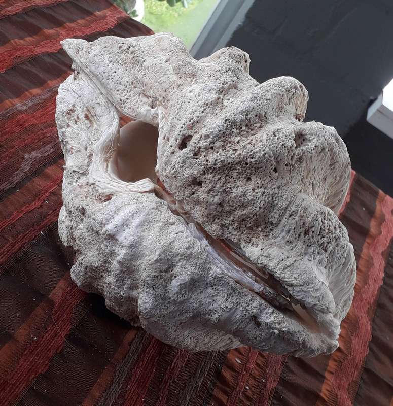 Giant Clam Shell