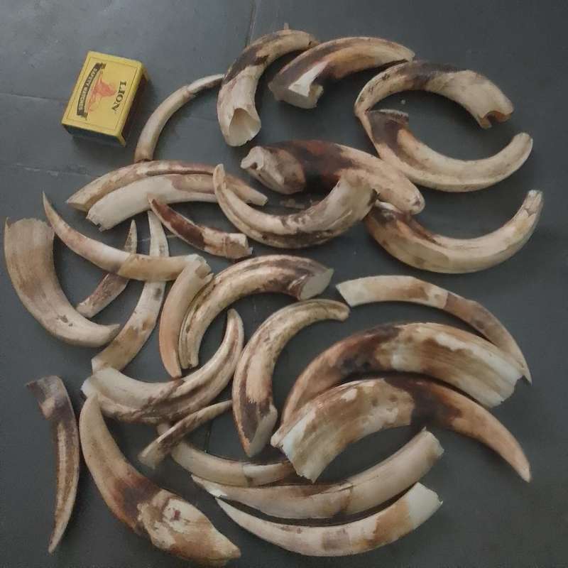 Huge Lot Warthogs
