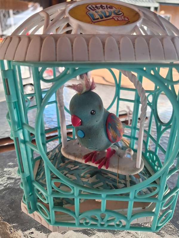 My Little pet