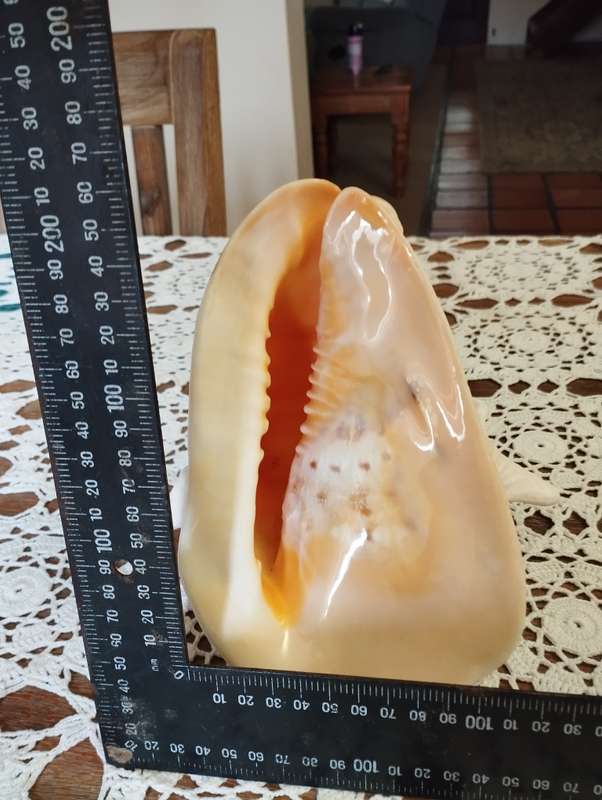 Large conch shell