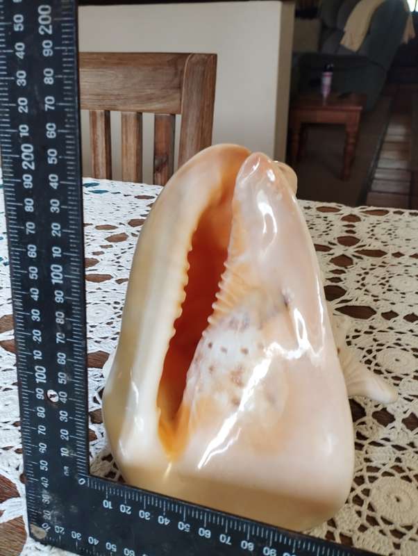 Large conch shell