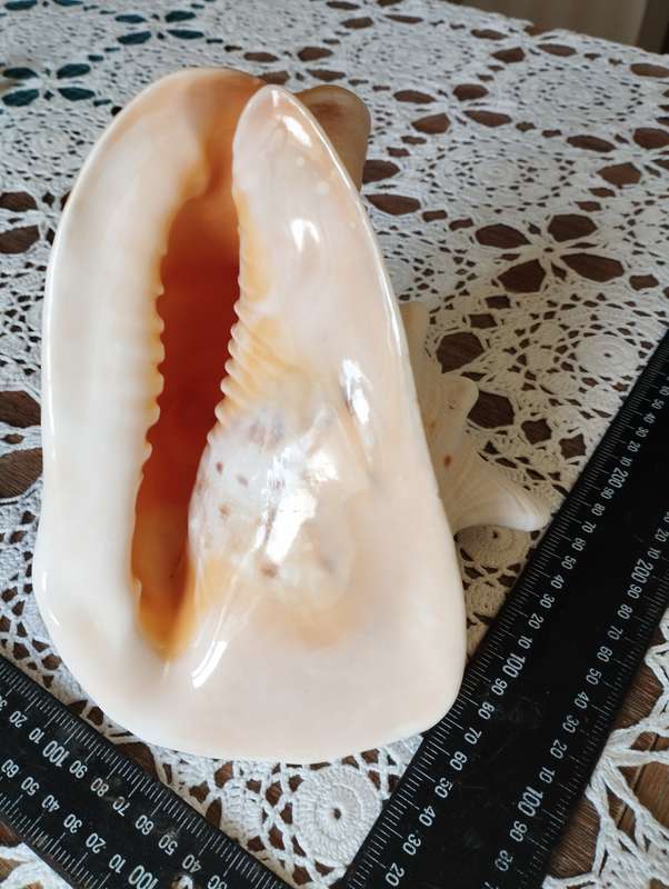 Large conch shell
