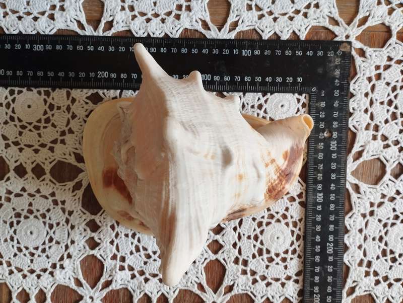 Large conch shell