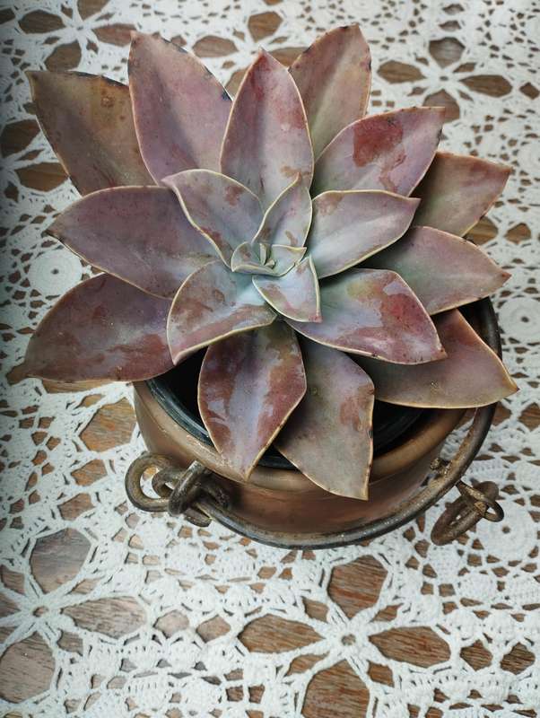 Hand-beaten copper hanging pot small