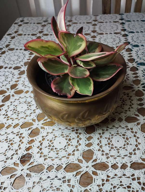 Brass plated copper planter med-large