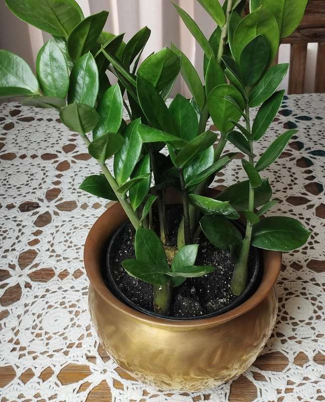 Brass-plated copper planter small-medium size