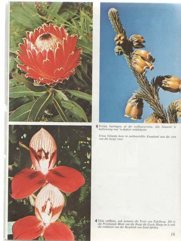 TROTS VAN SUID-AFRIKA KIRSTENBOSCH - BRIAN RYCROFT