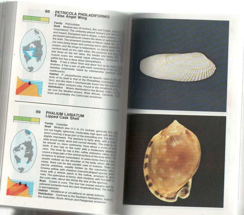 THE MACDONALD ENCYCLOPEDIA OF SHELLS