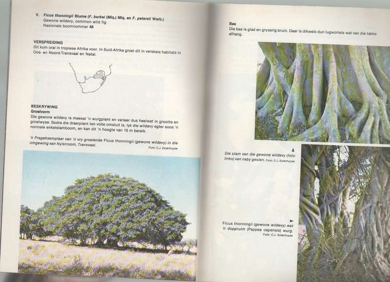 PAMFLET 298 KORAALBOOM, BOOM VAN DIE JAAR 1982 EN PAMFLET 317 DIE WILDEVY 1984