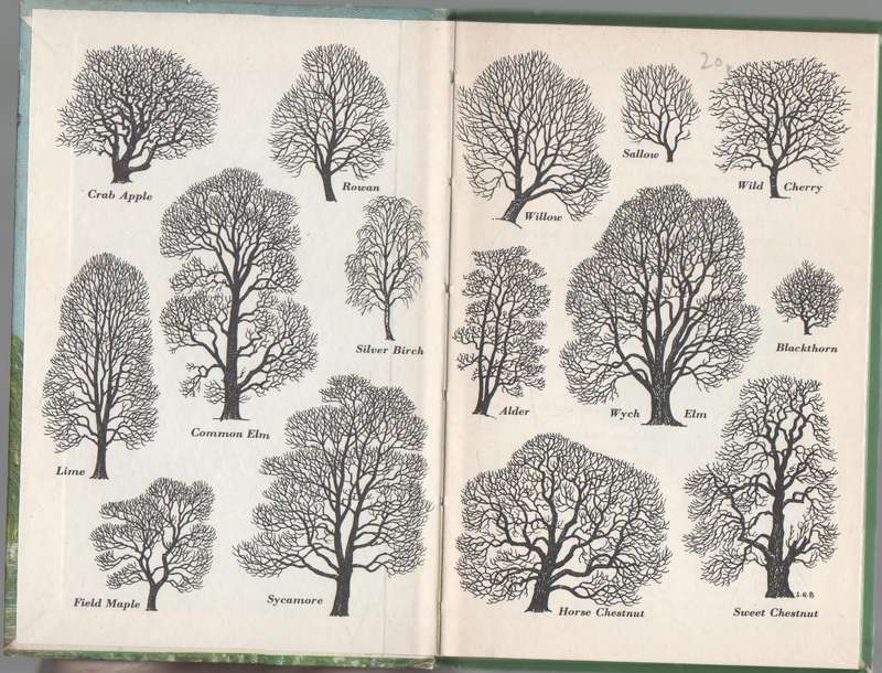 TREES, A LADYBIRD BOOK (1963)