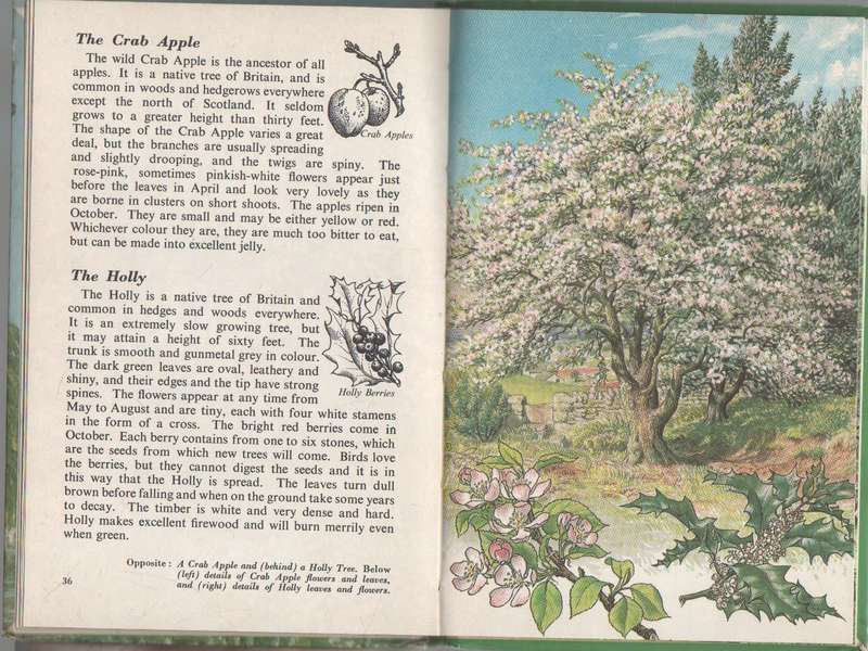 TREES, A LADYBIRD BOOK (1963)
