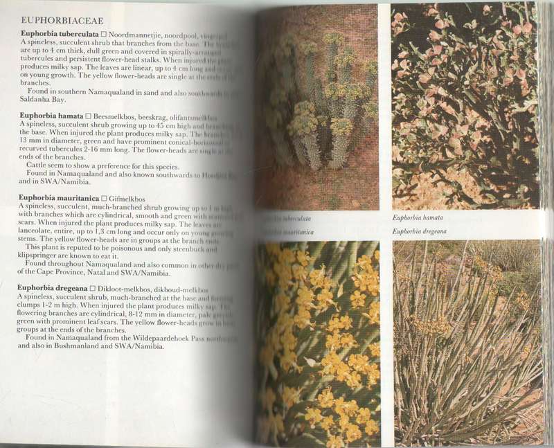 NAMAQUALAND SOUTH AFRICAN WILDFLOWER GUIDE! - ANNELISE LE ROUX & TED SCHELPE (1994)