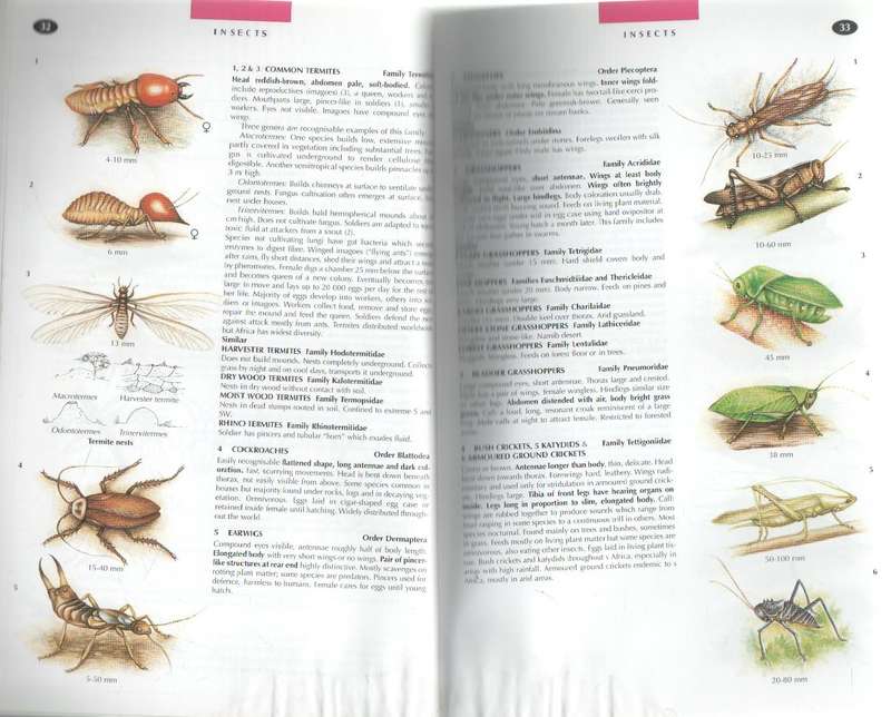THE WILDLIFE OF SOUTHERN AFRICA, A FIELD GUIDE - VINCENT CARRUTHERS (1 ST EDT 1997)