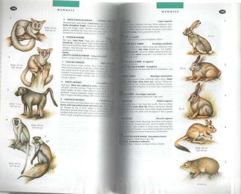 THE WILDLIFE OF SOUTHERN AFRICA, A FIELD GUIDE - VINCENT CARRUTHERS (1 ST EDT 1997)