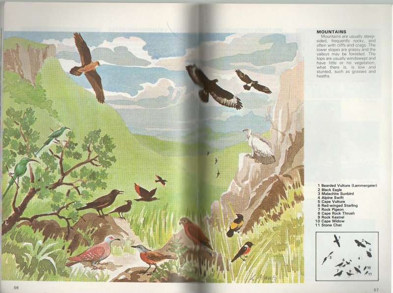 A BEGINNERS GUIDE TO OUR BIRDS , A WILDLIFE HANDBOOK - J O OLIVER (REPRINT 1986)