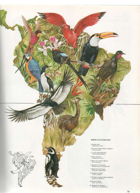 THE WORLD ATLAS OF BIRDS - MITCHELL BEAZLEY PUBLISHERS - MARTYN BRAMWELL EDITOR (1980)