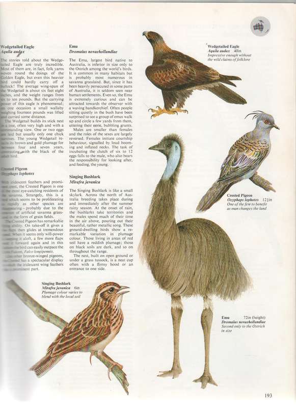 THE WORLD ATLAS OF BIRDS - MITCHELL BEAZLEY PUBLISHERS - MARTYN BRAMWELL EDITOR (1980)