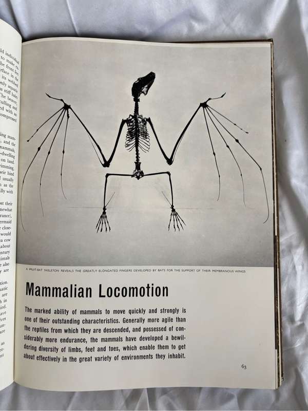 The Mammals Life Nature Library 1965 Vintage Book