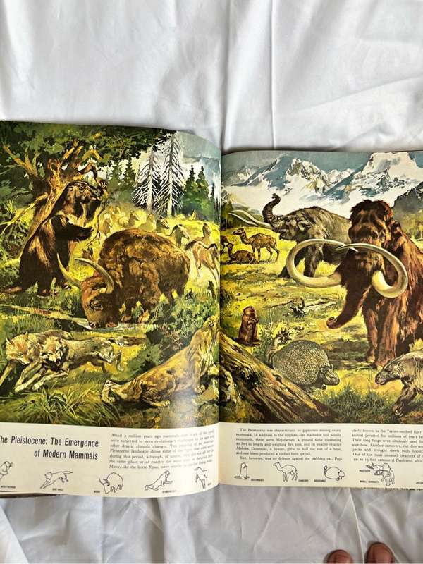 The Mammals Life Nature Library 1965 Vintage Book
