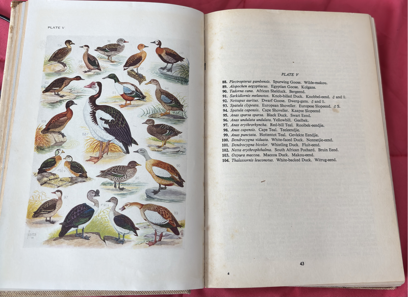 Roberts Birds of South Africa 1958