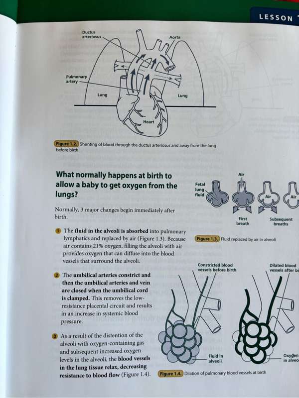 Neonatal Resuscitation Textbook 6th Edition American Academy of Pediatrics