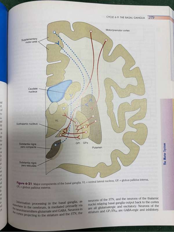Medical neuroscience Stephen E. Nadeau, Tanya S. Ferguson