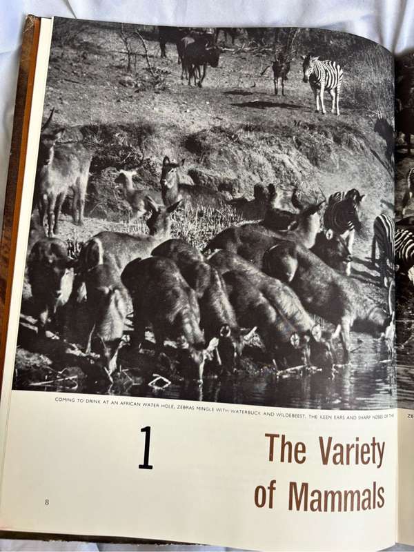 The Mammals Life Nature Library 1965 Vintage Book