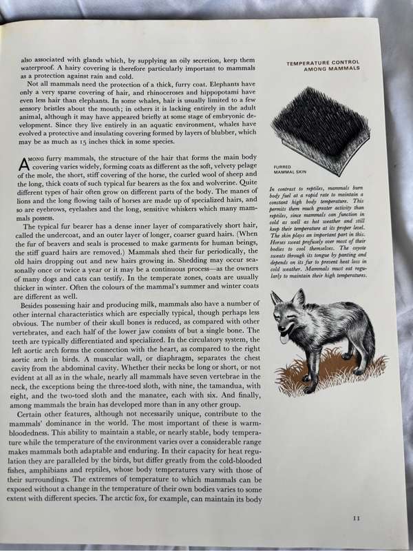 The Mammals Life Nature Library 1965 Vintage Book