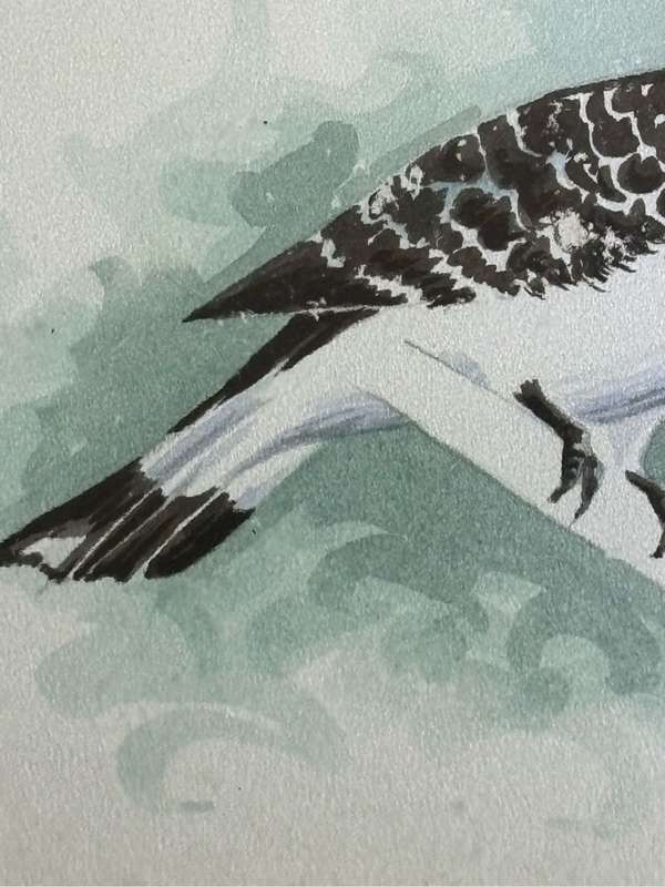 Painting Pied Kingfisher by PD Smith Watercolour