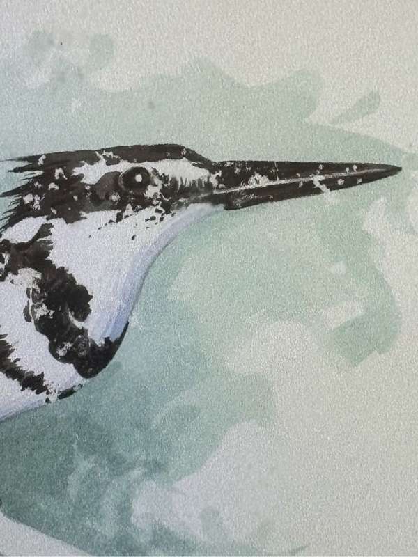 Painting Pied Kingfisher by PD Smith Watercolour
