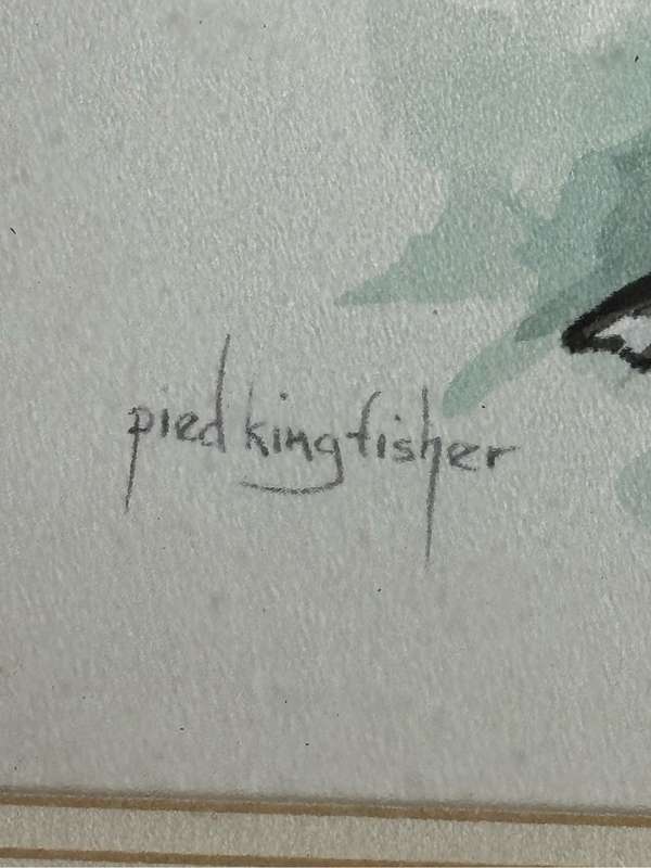 Painting Pied Kingfisher by PD Smith Watercolour