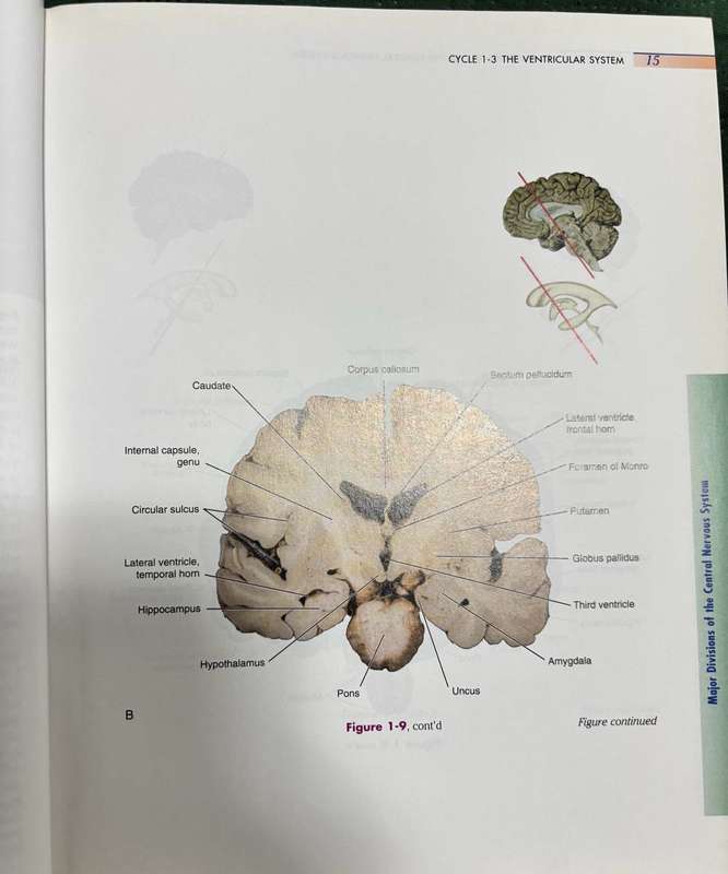 Medical neuroscience Stephen E. Nadeau, Tanya S. Ferguson