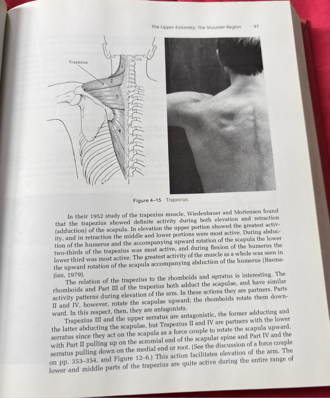 Kinesiology Scientific Basis of Human Motion 7th Edition Luttgens & Wells