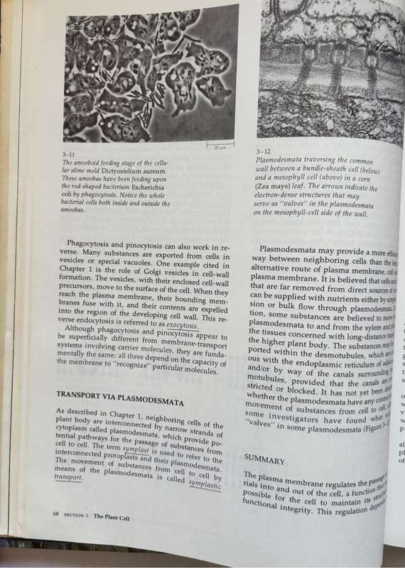 Biology of Plants 3rd Edition Peter H Raven, Ray F Evert