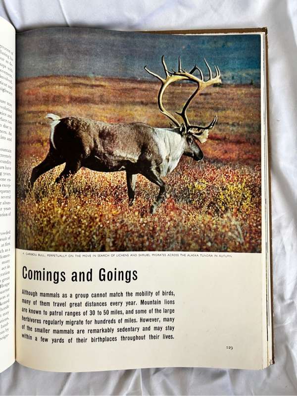 The Mammals Life Nature Library 1965 Vintage Book