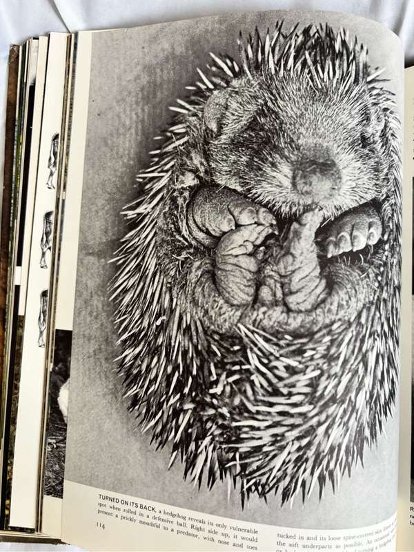 The Mammals Life Nature Library 1965 Vintage Book