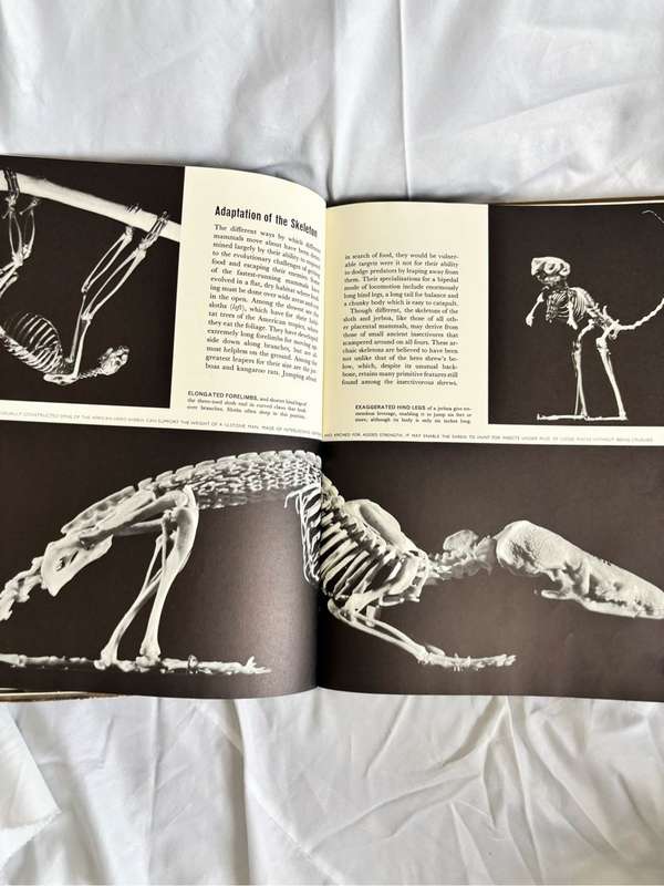The Mammals Life Nature Library 1965 Vintage Book
