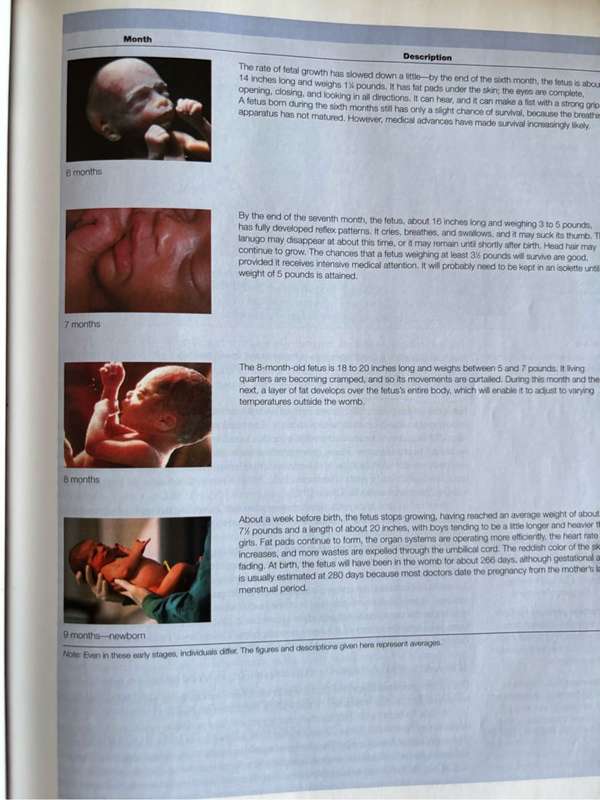 A Childs World Infancy through Adolescence by Diane  E. Papalia, Sally Wendkos Olds