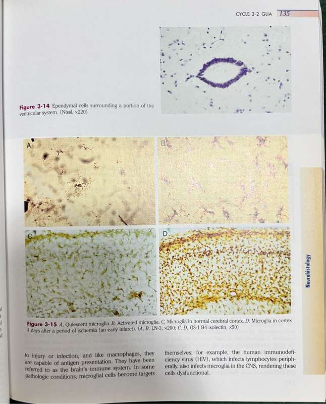 Medical neuroscience Stephen E. Nadeau, Tanya S. Ferguson
