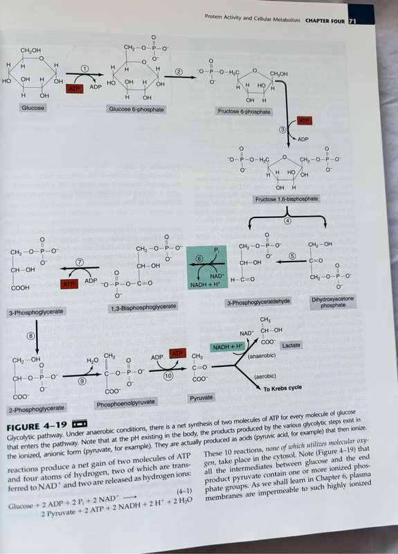Human Physiology The Mechanics of Body Function 8th Edition Vander, Sherman, Luciano