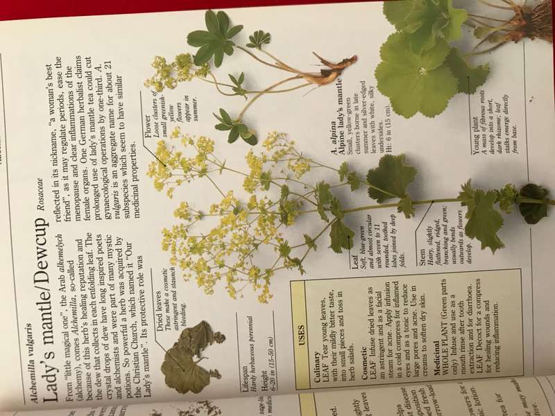 Herbs   + Scrubs and trees for the garden Lot of 2 books