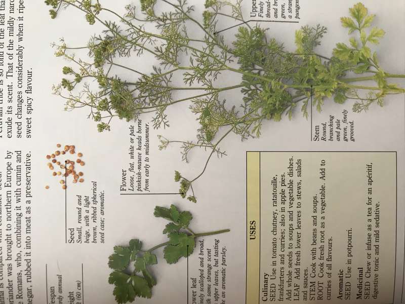 Herbs   + Scrubs and trees for the garden Lot of 2 books