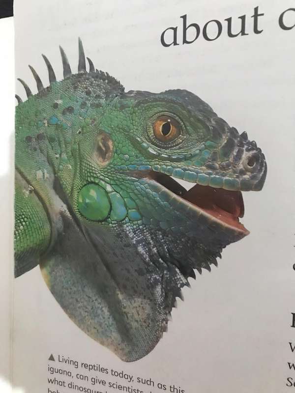 Oxford First Book of Dinosaurs with 3 dinosaurs  by Barbara Taylor