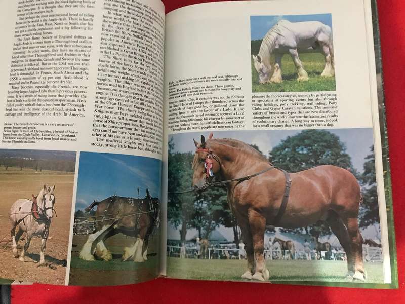 Ride With Your Mind Essentials: Innovative Learning Strategies for Basic Riding Skills & All Colour