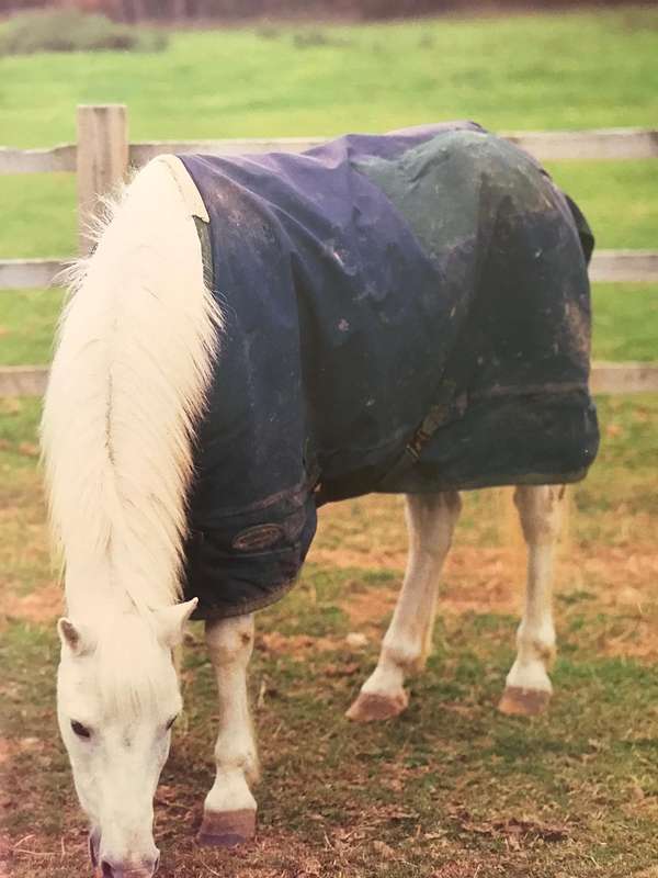 (horse) Riding School  by Saunders (Author) and jewelry box