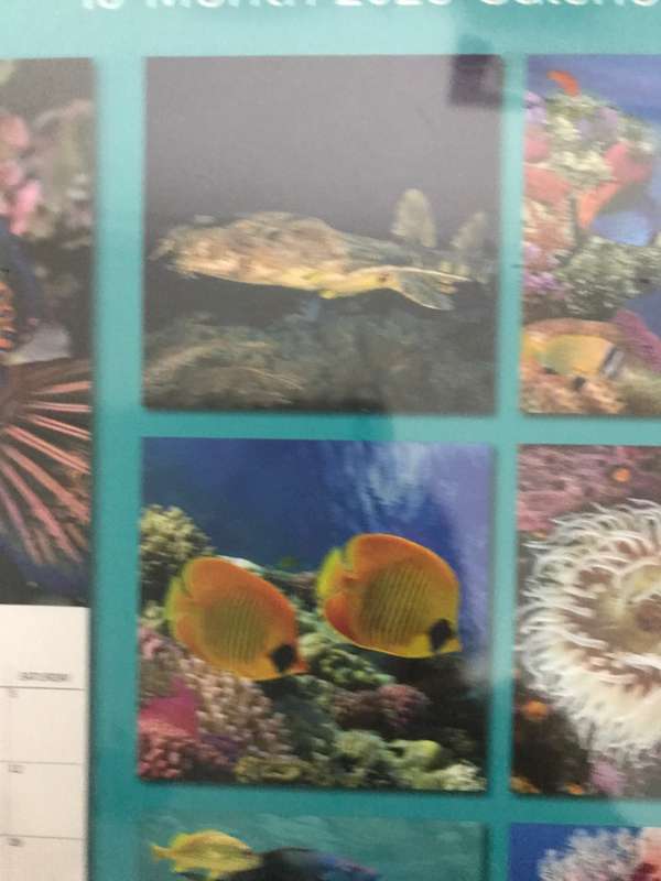 Under the Sea 2023 calendar Sealed new