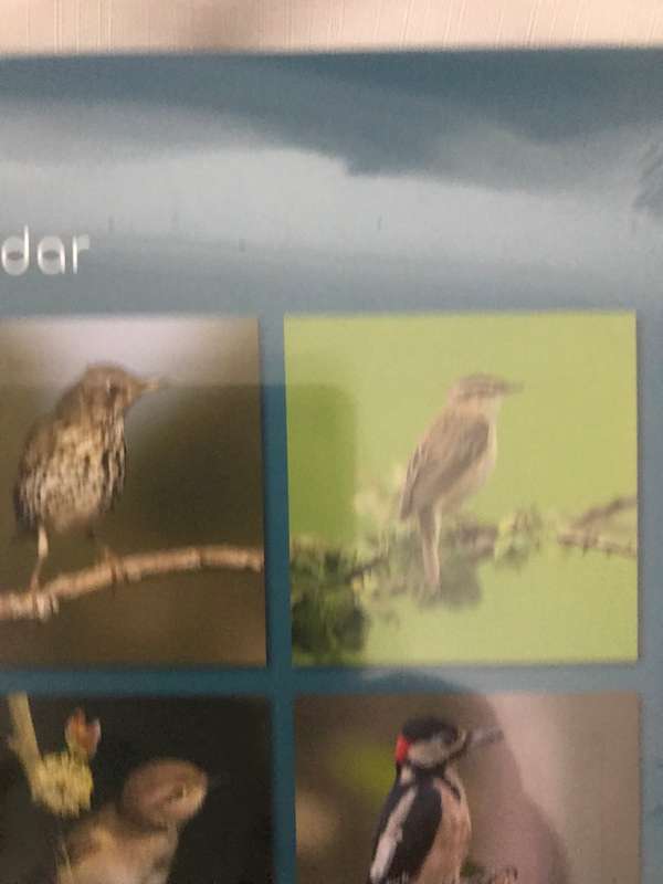 Birds Calendar 2023 Sealed