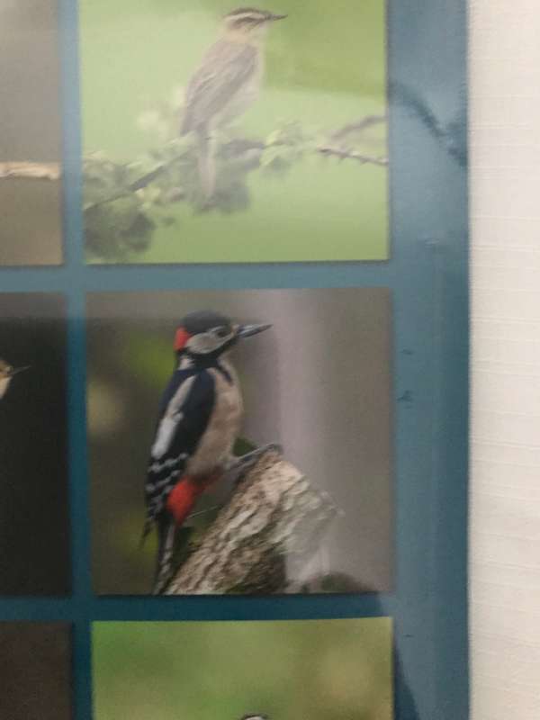 Birds Calendar 2023 Sealed
