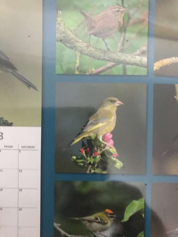Birds Calendar 2023 Sealed